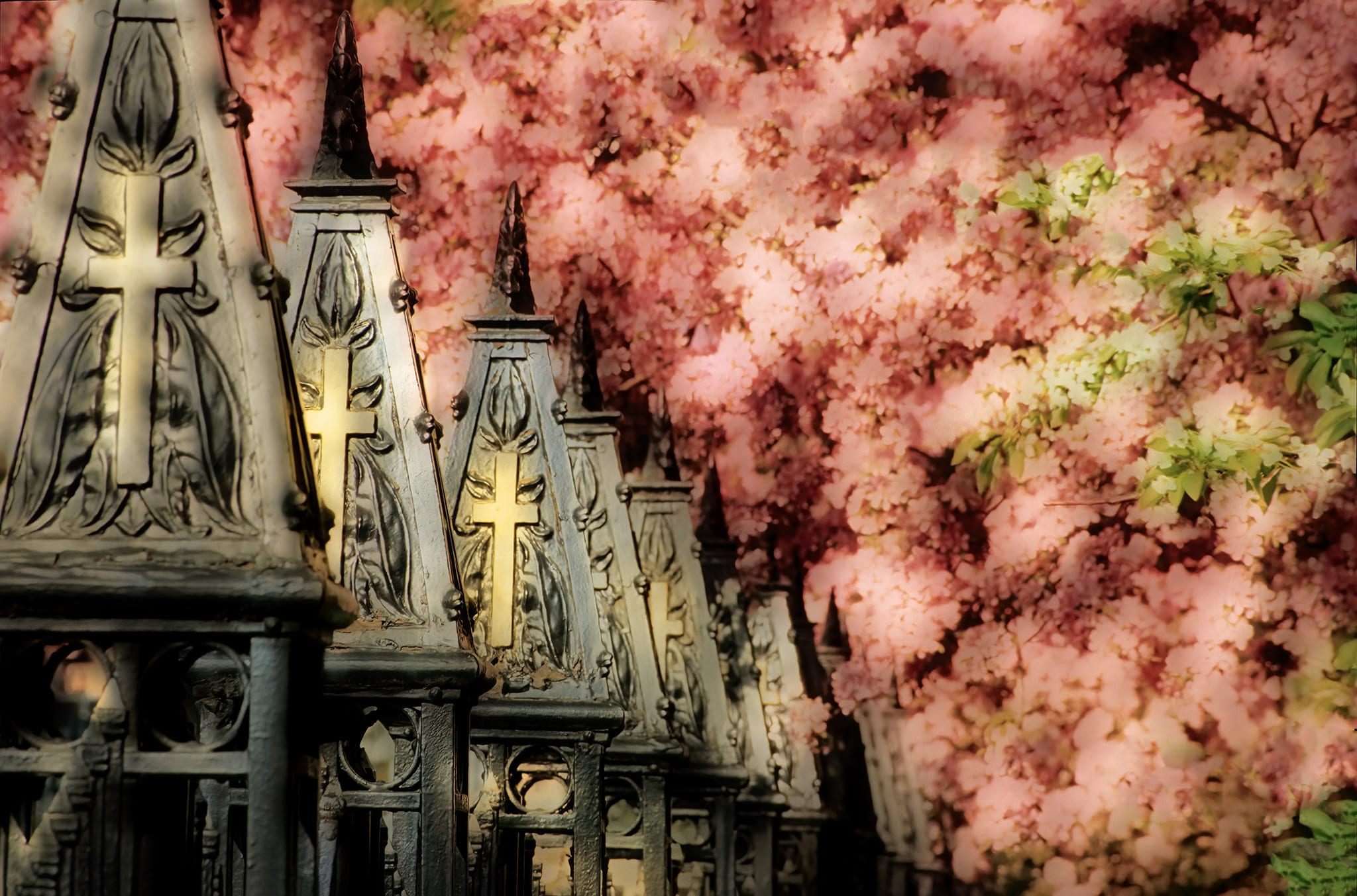 Gothic Iron fence and cherry blossoms in spring at St. Michaels’s Cathedral Basillica, Toronto, Ontario, Canada