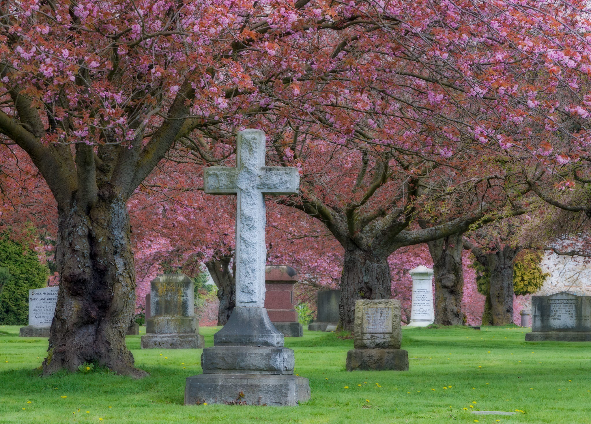 Cherry trees bloom in Mountain View Cemetery, Vancouver, British Columbia, Canada.