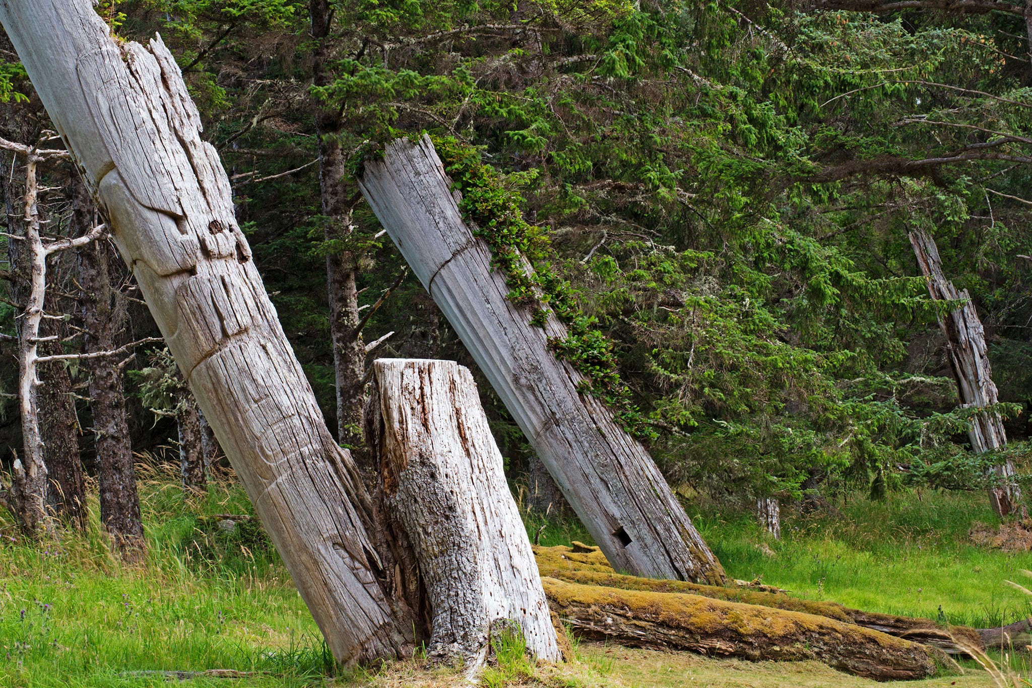 Tilting totems at the Haida village of Skedans on Louise Island, Haida Gwaii, British Columbia, Canada.