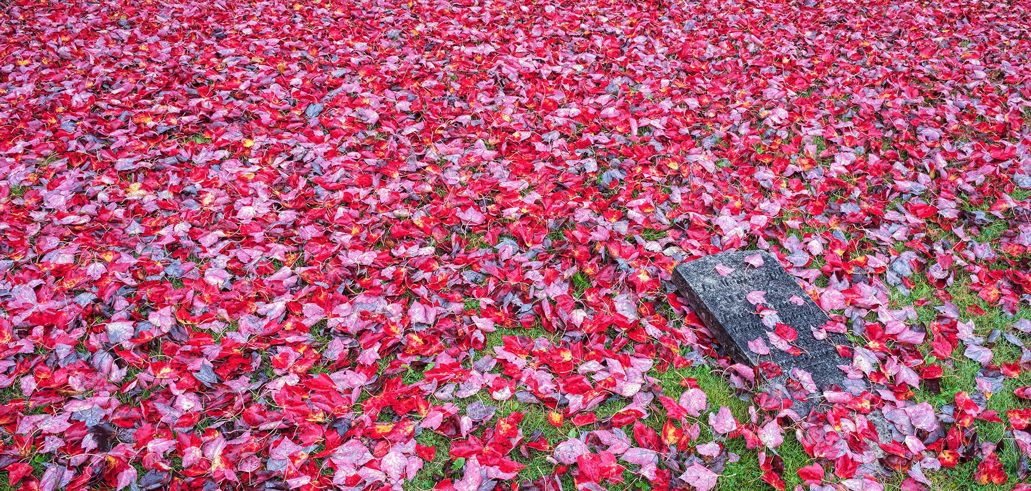 Grave stone and maple leaves on ground in cementery at New Canaan, New Brunswick, Canada.
